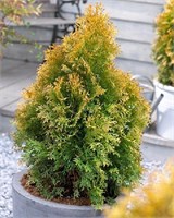 Голден Анне (Thuja occidentalis Golden Anne) 3121