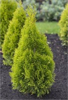 Голден Брабант (Thuja occidentalis Golden Brabant) 3122