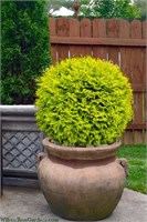 Голден Глобе (Thuja occidentalis Golden Globe) 3126