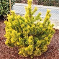 Голден Глоу (Pinus mugo Golden Glow) 3127