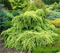 Голден Горизонт (Cedrus deodara Golden Horizon) 3128