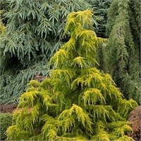 Голден Каскад (Cedrus deodara Gold Cascade) 3132