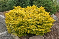 Голден Спредер (Abies nordmanniana Golden Spreader) 3139