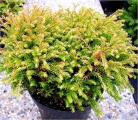 Голден Таффет (Thuja occidentalis Golden Tuffet) 3140