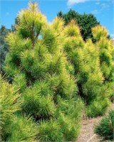 Голдфингерс (Pinus nigra Goldfingers) 3145