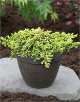 Голдшатц (Juniperus communis Goldschatz) 3150
