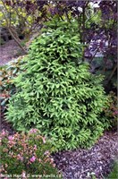 Грациллис (Picea orientalis Gracilis) 3169