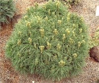 Грег (Pinus strobus Greg) 3170