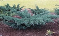 Грей Оул (Juniperus virginiana Grey Owl) 3171