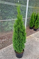Грейт Стар (Thuja occidentalis Great Star) 3176