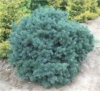 Грин Глоуб (Abies lasiocarpa Green Globe) 3180