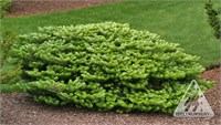 Грин Карпет (Abies koreana Green Carpet) 3183