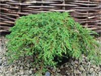 Грин Карпет (Juniperus communis Green Carpet) 3186