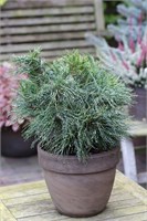 Грин Курлс (Pinus strobus Green Curls) 3187