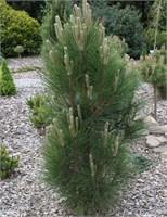 Грин Рокет (Pinus nigra Green Rocket) 3190