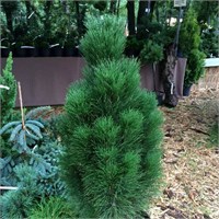 Грин Тауэр (Pinus nigra Green Tower) 3192