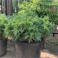 Грин Твист (Pinus strobus Green Twist) 3197