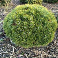 Грюн Велле (Pinus uncinata Grüne Welle) 3200