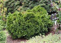 Грюн Кугель (Thuja occidentalis Grüne Kugel) 3201
