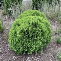 Даника (Thuja occidentalis Danica) 3209