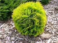 Даника Ауреа (Thuja occidentalis Danica Aurea) 3212