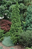 Дегротс Спайр (Thuja occidentalis Degroots Spire) 3224