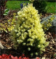 Дейзи Уайт (Picea glauca Daisy's White) 3226