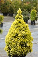 Дейзи Уайт (Picea glauca Daisy's White) 3227