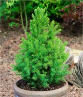Десембер (Picea glauca December) 3229