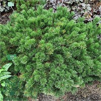 Джедделох (Pinus mugo Jeddeloh) 3232