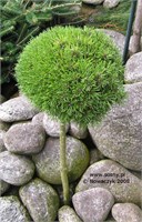 Джезек (Pinus uncinata Jezek) 3235