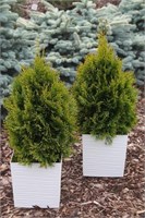 Джилдед Дресс (Thuja occidentalis Gilded Dress) 3239