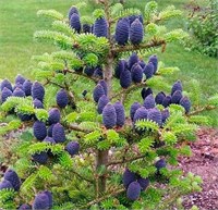 Дискус (Abies koreana Discus) 3250