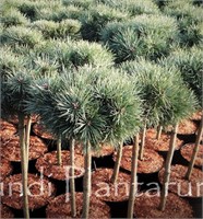 Дун Вэллей (Pinus sylvestris Doone Valley) 3257