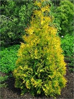 Еллоу Риббон (Thuja occidentalis Yellow Ribbon) 3263