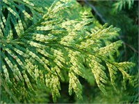 Зебрина (Thuja plicata Zebrina) 3269