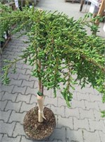 Зиал (Juniperus communis Zeal) 3272