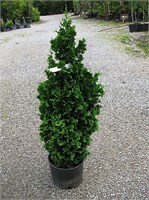 Зматлик (Thuja occidentalis Zmatlik) 3278