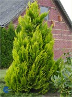 Ивонн (Chamaecyparis lawsoniana Yvonne) 3283