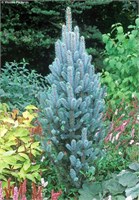 Изели Фастигиата (Picea pungens Iseli Fastigiate) 3285