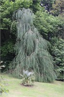 Имбриката Пендула (Chamaecyparis lawsoniana Imbricata Pendula) 3286
