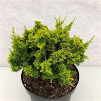 Йеллоу Тедди Беар (Chamaecyparis obtusa Yellow Teddy Bear) 3296