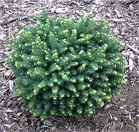 Карел (Picea omorika Karel) 3317