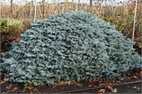 Карпатен (Picea pungens Karpaten) 3321