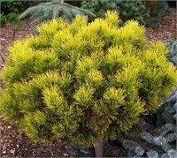 Карстен Винтерголд (Pinus mugo Carsten Wintergold) 3323
