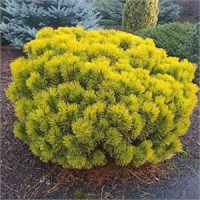 Карстенс Винтерголд (Pinus mugo Carstens Wintergold) 3325
