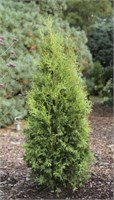 Кинг оф Брабант (Thuja occidentalis King of Brabant) 3333