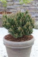 Клостергруен (Pinus mugo Klostergrun) 3335