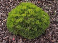 Кобольд (Pinus mugo Kobold) 3338
