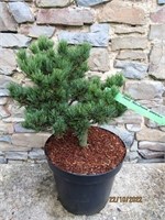 Кокухо (Pinus parviflora Kokuho) 3342